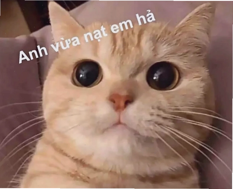 anhr meme mèo lầy