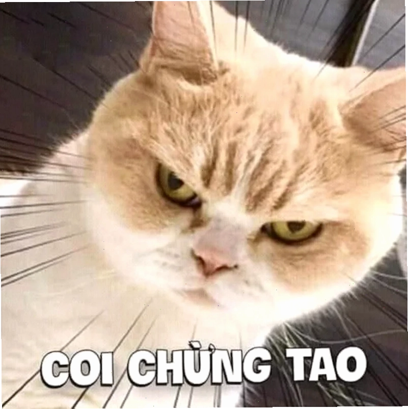 anhr meme mèo ngủ