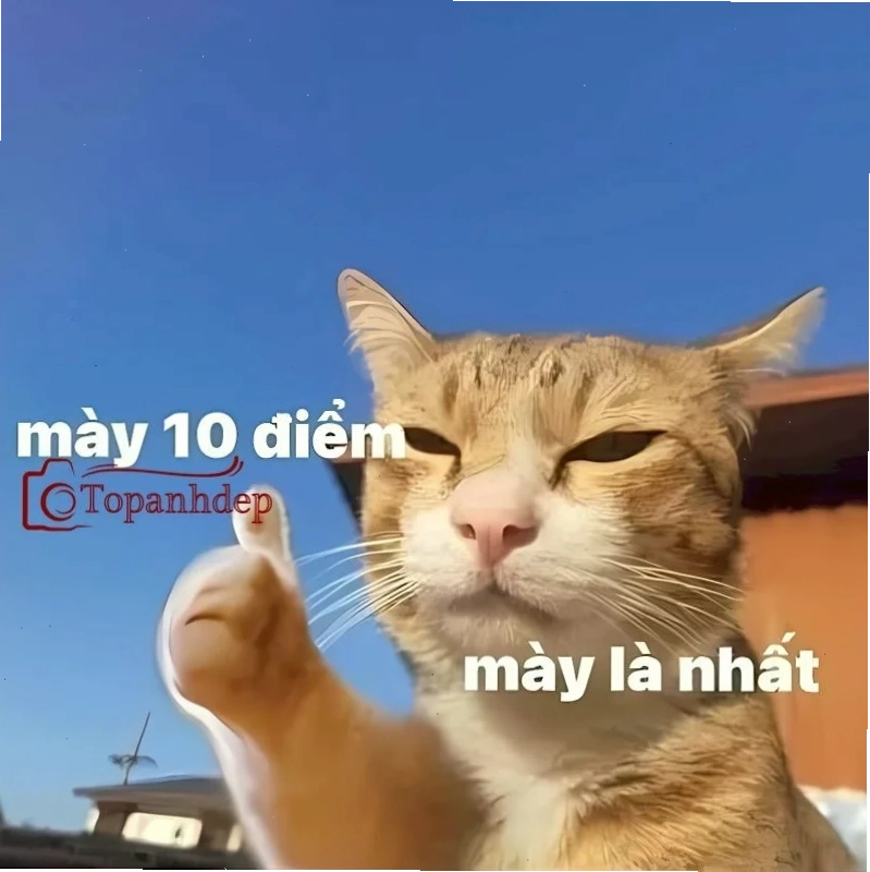 bạn là nhất meme hài hước
