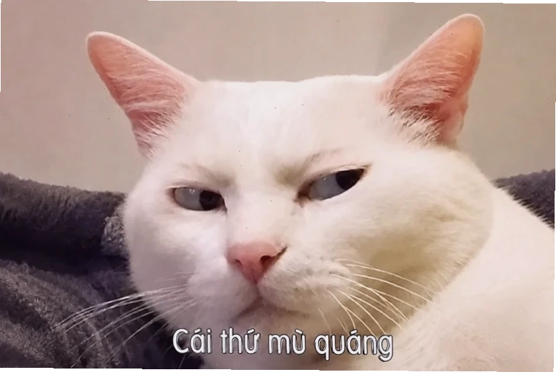 Biểu cảm đánh giá meme độc lạ