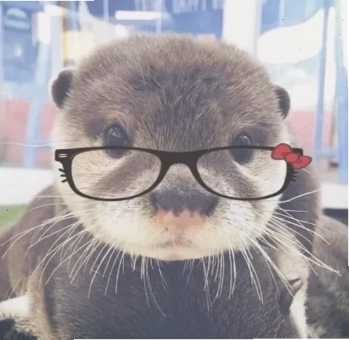 Biểu cảm rái cá meme ngơ ngác nhìn đời