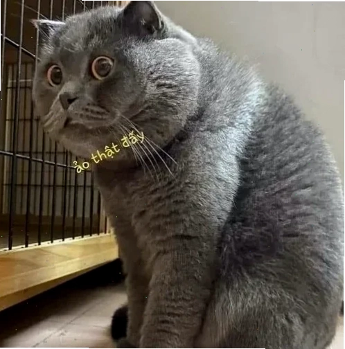 Bộ sưu tập ảnh meme ảo thật đấy