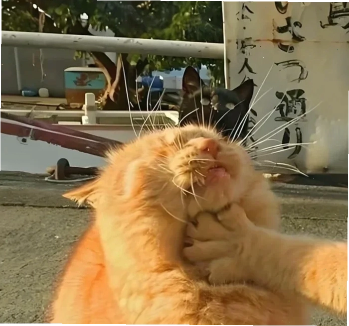 bóp cổ meme bóp cổ meme