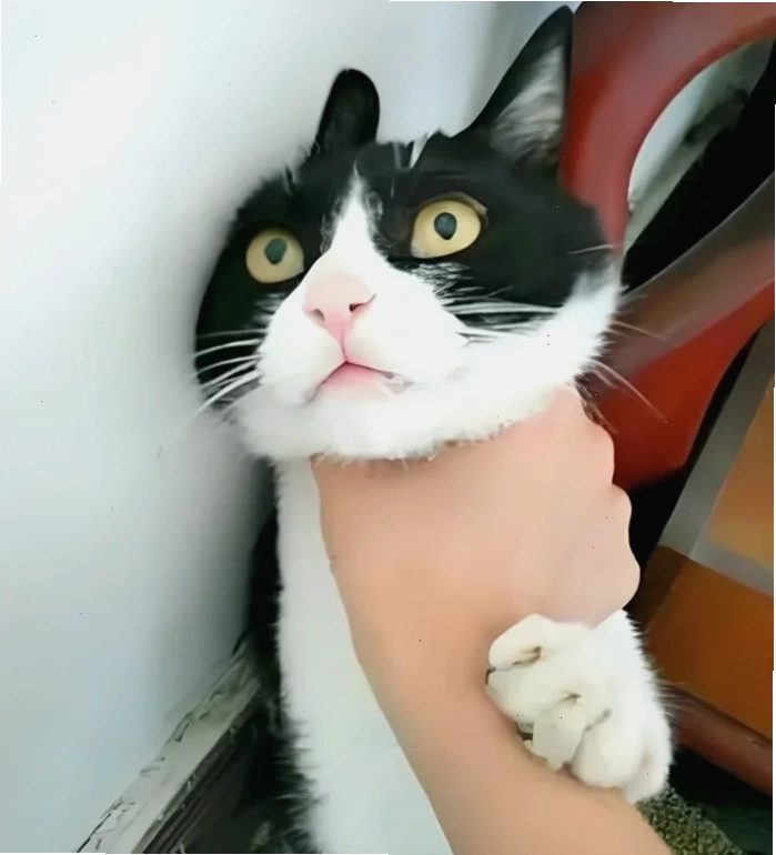 bóp cổ meme bóp cổ meme