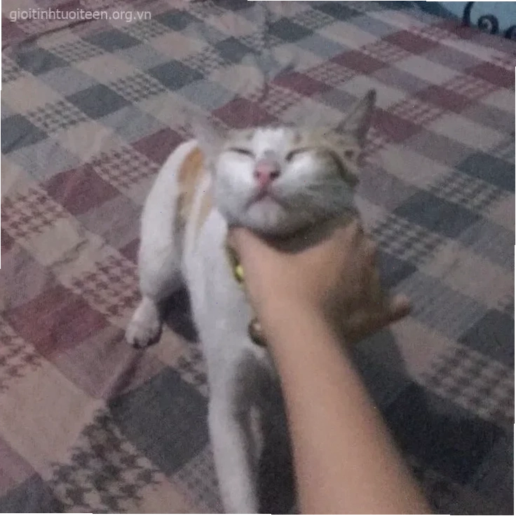 bóp cổ meme bóp cổ meme