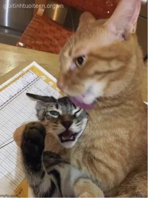 bóp cổ meme bóp cổ meme