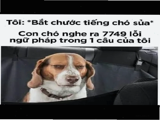 Cả nhóm im lặng riêng tôi thành meme chó sủa liên tục