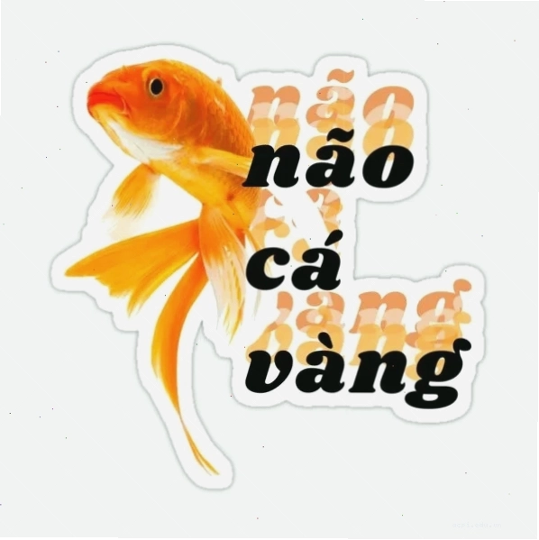 cá vàng meme