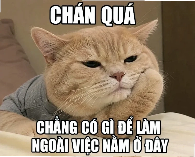 chán chả muốn nói meme mèo bất lực