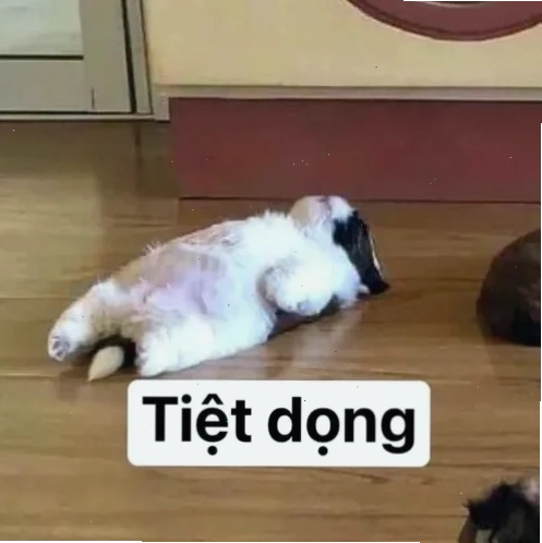 chán chả muốn nói meme mèo bữa trưa
