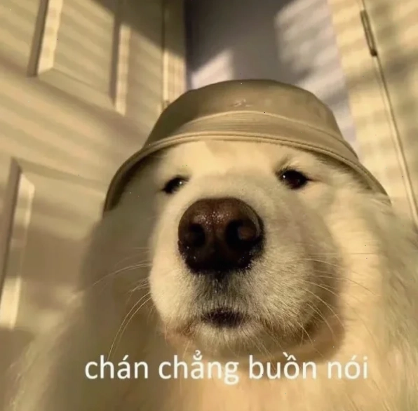 chán chả muốn nói meme mèo ngồi thẫn thờ
