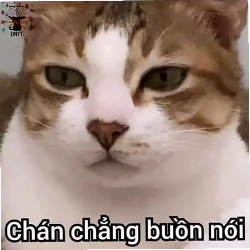 chán chả muốn nói meme mèo trống rỗng