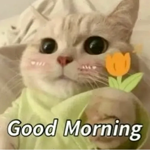 chào buổi sáng meme 25