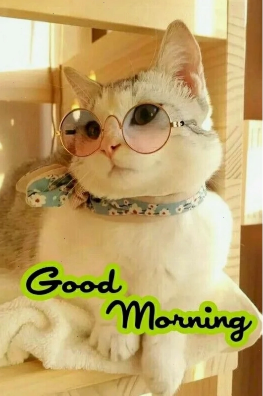 chào buổi sáng meme 28