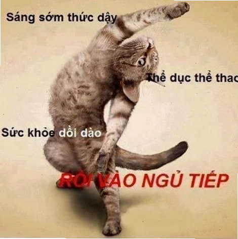 chào buổi sáng meme cafe
