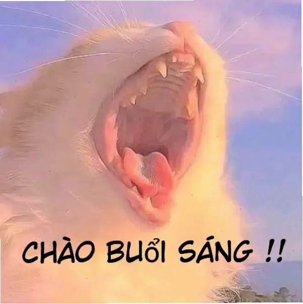 chào buổi sáng meme độc lạ