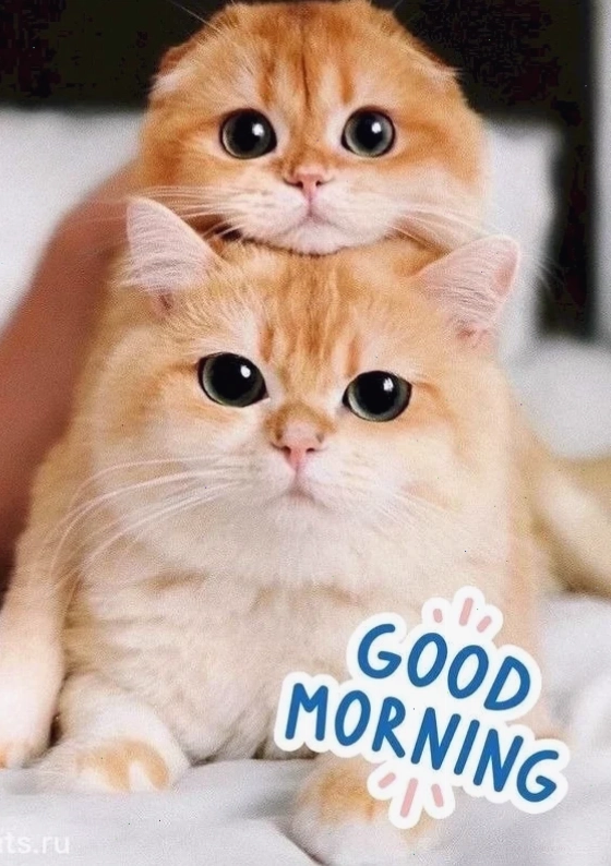 chào buổi sáng meme tinh tế