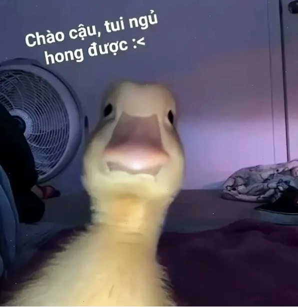 chào cờ meme