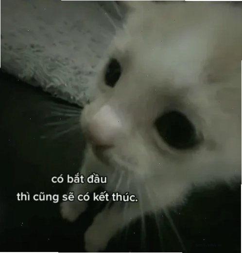 chia tay meme hài