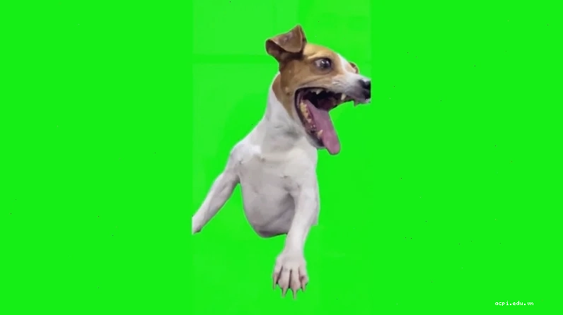 Chó cắn meme với biểu cảm như muốn lao khỏi màn hình