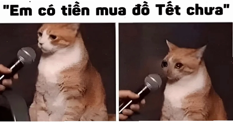 Chó dễ thương làm tet meme