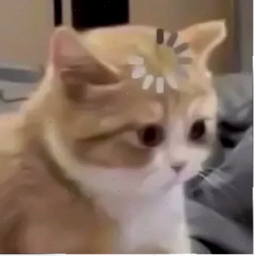 chó hoang mang meme chó hoang mang meme đáng yêu