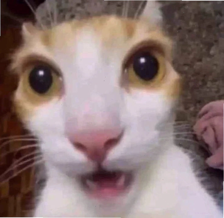 Chú chó có biểu cảm hốt hoảng meme siêu lầy