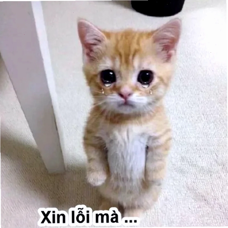 Chú chó mắt ướt cầu xin meme