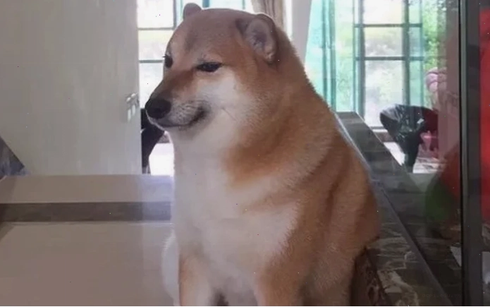 chú chó meme cheems bên đĩa bánh