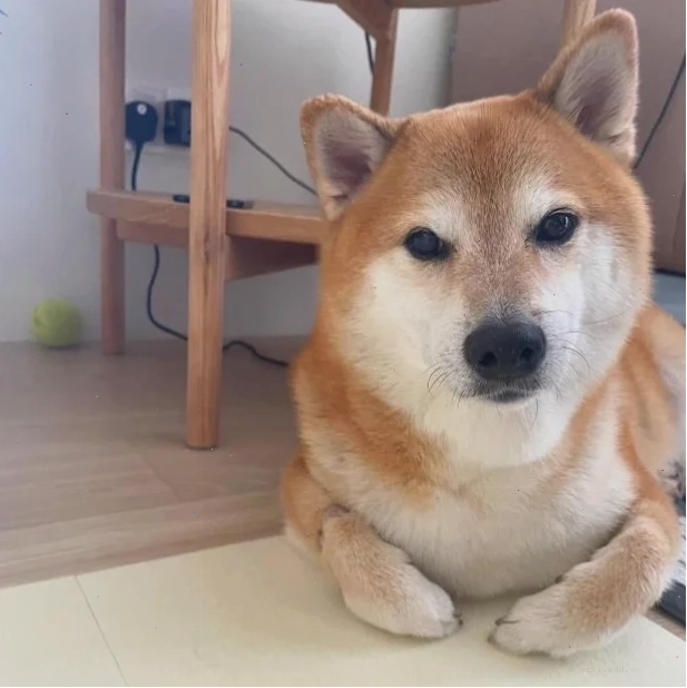 chú chó meme cheems cầm tiền