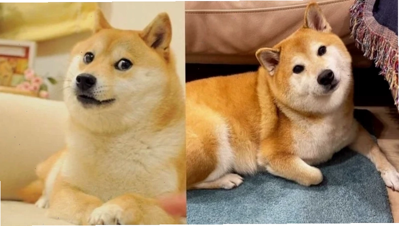 chú chó meme cheems làm đầu bếp