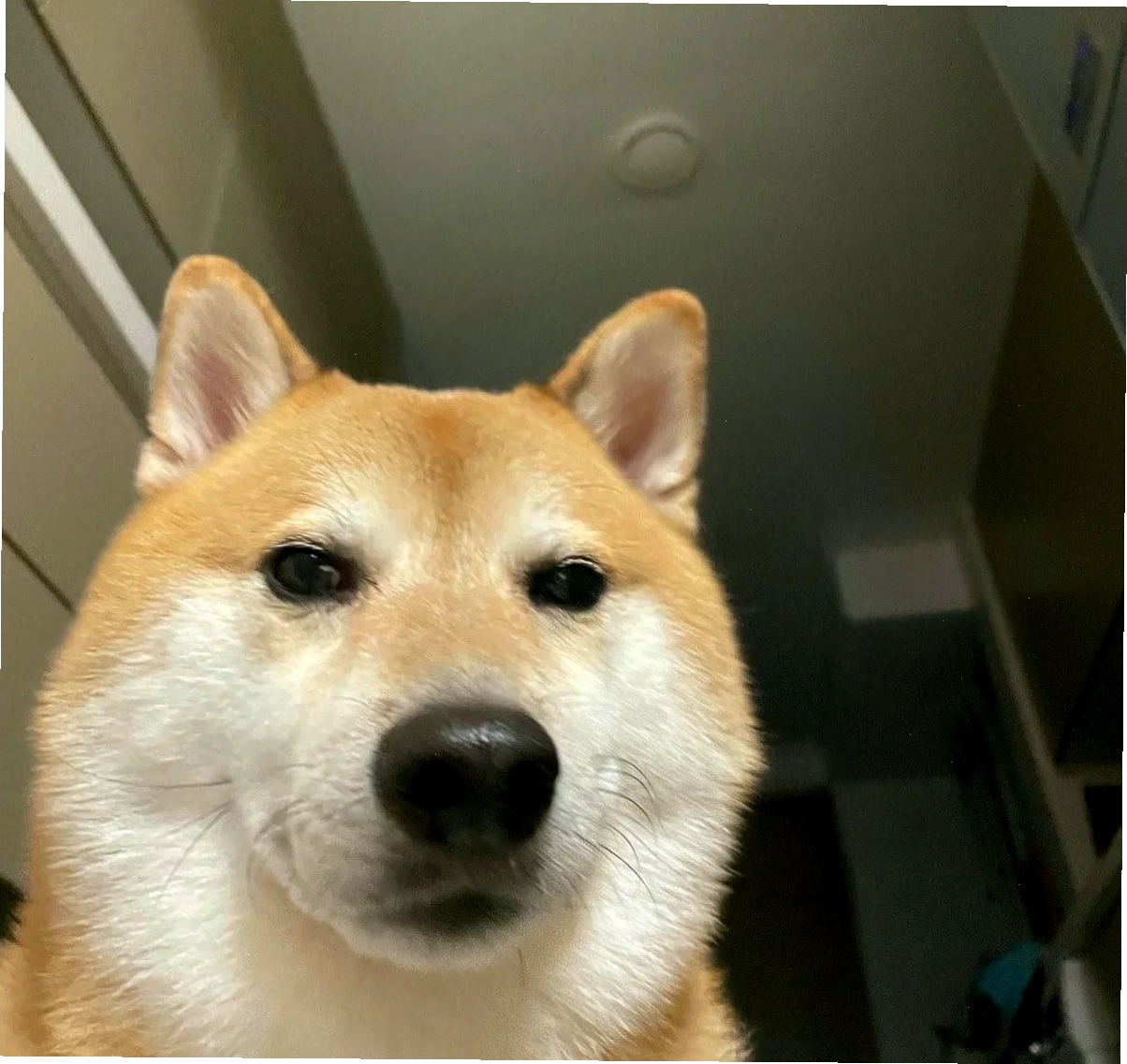 chú chó meme cheems ôm gối