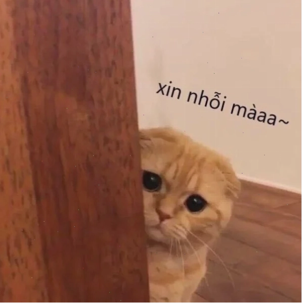 Chú mèo cầu xin meme phong cách quỳ