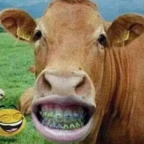 con bò cười meme biểu cảm độc