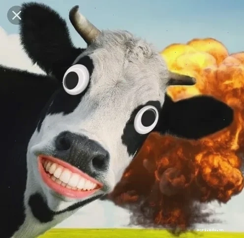 con bò cười meme đeo kính