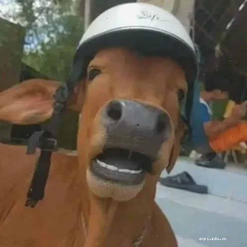 con bò cười meme mặt đơ