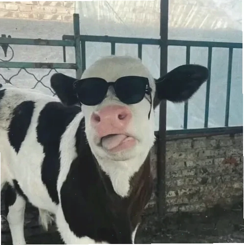 con bò cười meme ngã ghế