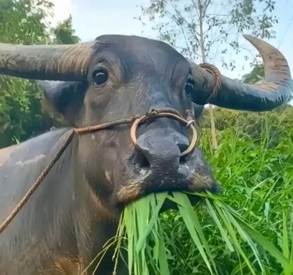 con bò cười meme ngỡ ngàng