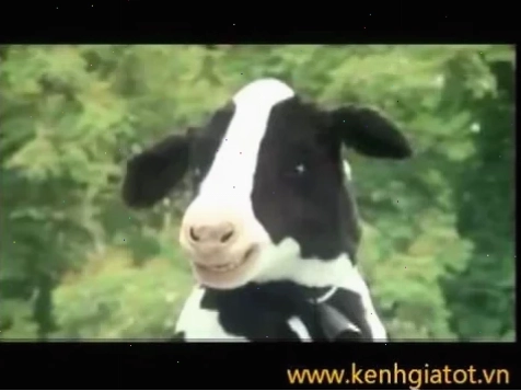 con bò cười meme what
