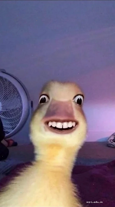 con vịt meme đang cười