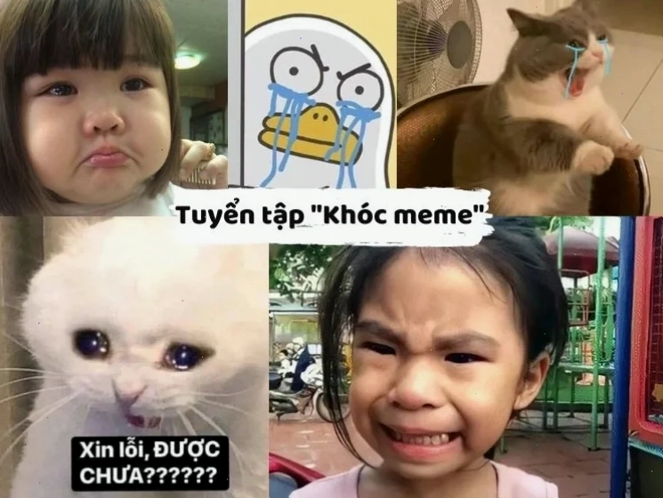 cười từ thiện meme cá sấu cười