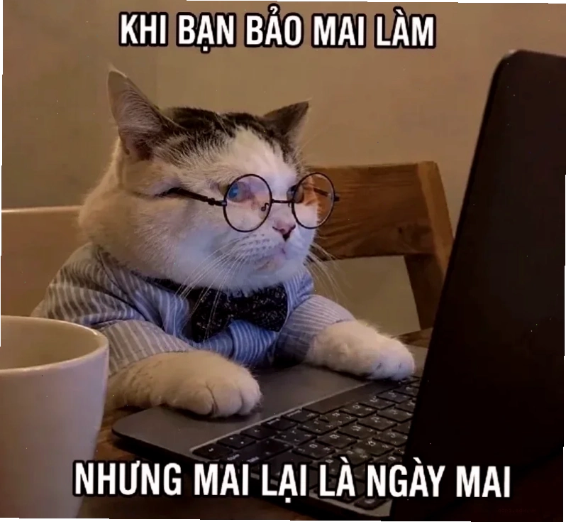 cười từ thiện meme cười khinh bỉ