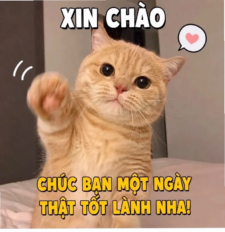 cười từ thiện meme mèo cam cười bỉ ổi