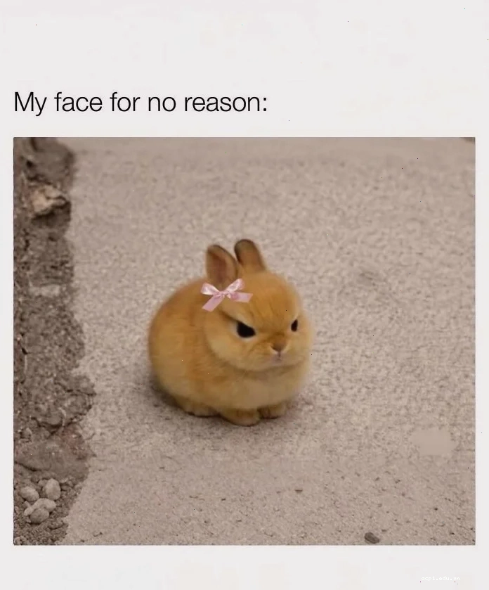 Cute meme mèo con khuyến khích