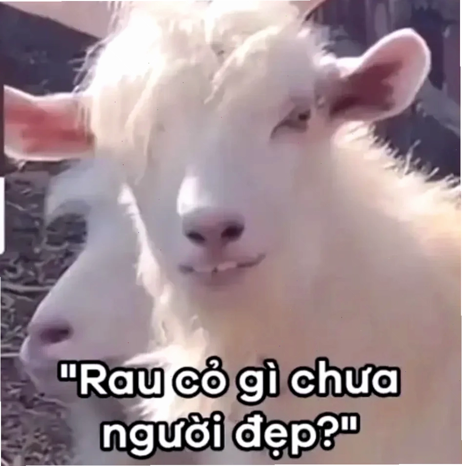 cừu meme ăn cỏ