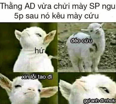 cừu meme nhảy