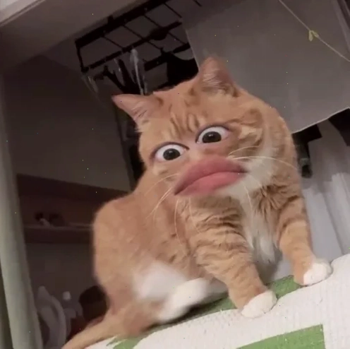 dân chơi đấy meme thần thánh