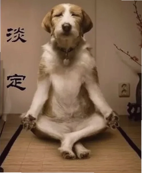 ếch ngồi thiền meme hài hước