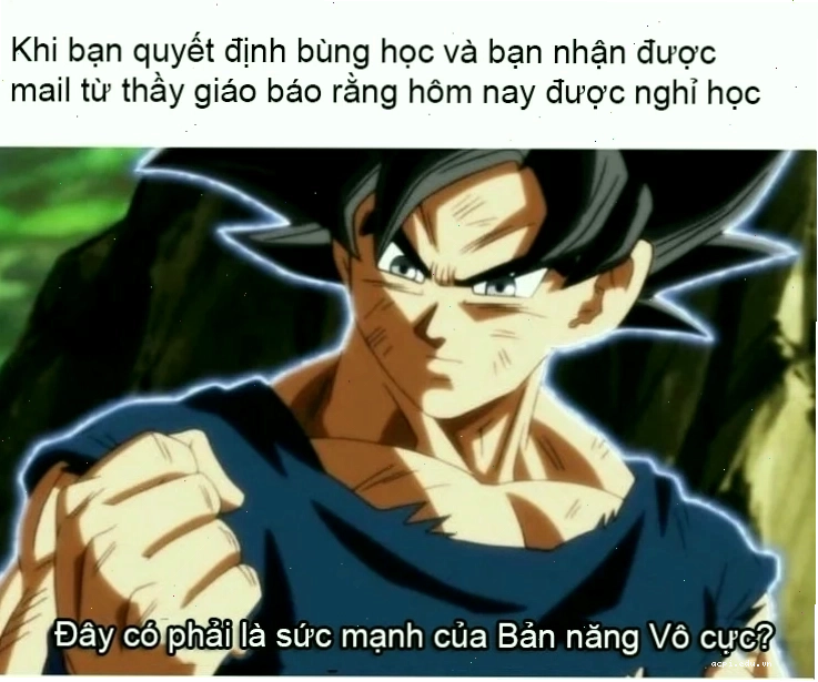 fan cứng meme