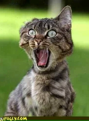 Meme phản ứng hoảng loạn freak out meme reaction trong một cuộc hội thoại